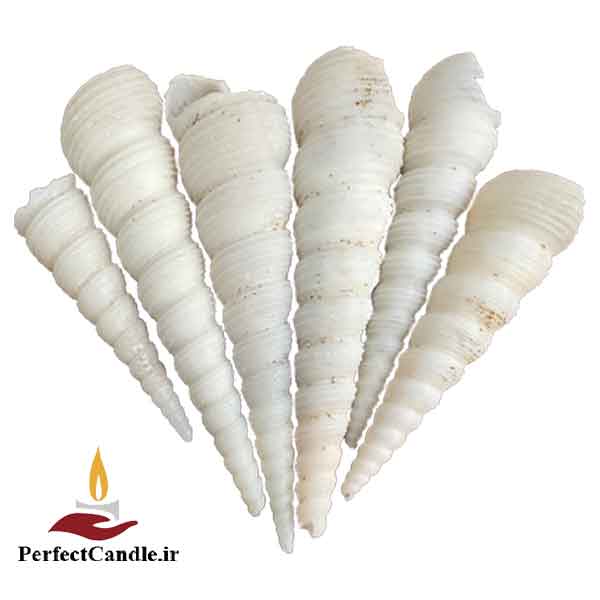 needle-oyster صدف سوزنی شمع سازی